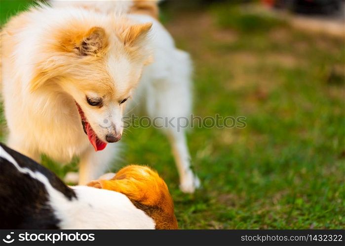 Two dogs playing on a green grass in garden. Beagle dog with pomeranian spitz klein. Two breeds copy space. Beagle dog with pomeranian spitz playing on a green grass