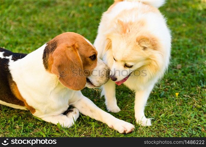 Two dogs playing on a green grass outdoors. Beagle dog with white pomeranian spitz. Pets outdoor concept.. Two dogs playing on a green grass outdoors. Beagle dog with white pomeranian spitz