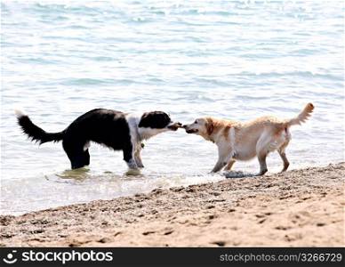 Two dogs playing on beach