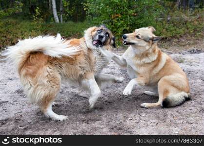 Two dogs playing on the nature of the fight