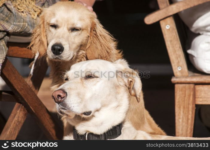 Two dogs relaxing on autumn sun lit porch next to its owner