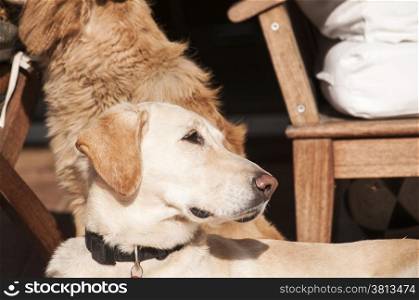 Two dogs relaxing on autumn sun lit porch next to its owner