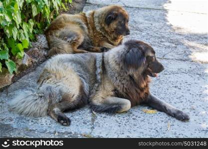two dogs resting down, two serra estrela dog portuguese dogs