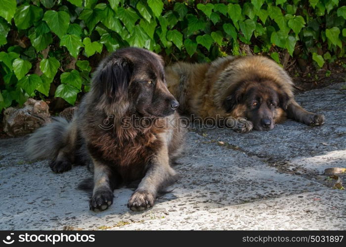 two dogs resting down, two serra estrela dog portuguese dogs