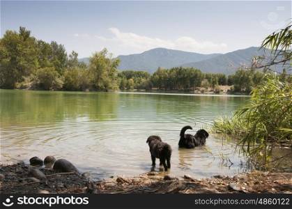 Two dogs swimming together