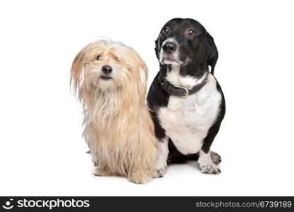two dogs. two dogs in front of a white background