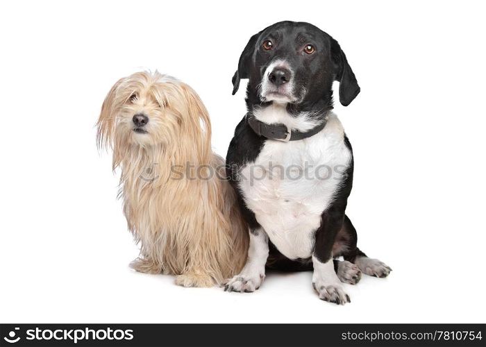 two dogs. two dogs in front of a white background