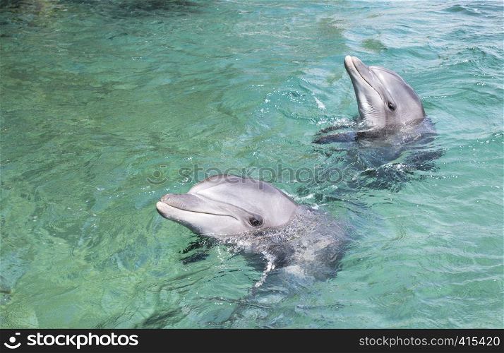 two dolphin swimming in the in red sea of Israel near the city off Eilat