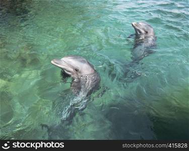 two dolphin swimming in the in red sea of Israel near the city off Eilat