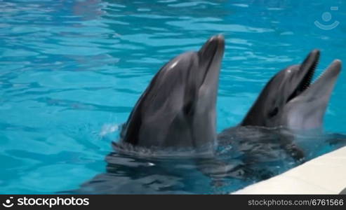 two dolphins head into the blue water close-up