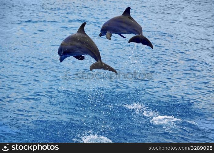Two dolphins jumping in the Caribbean sea