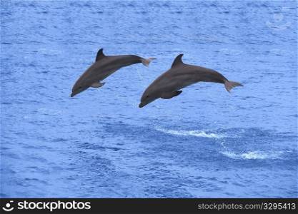 Two dolphins jumping in the Caribbean sea