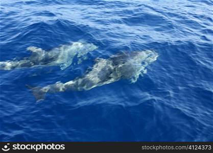 Two dolphins swiming in the blue Mediterranean sea