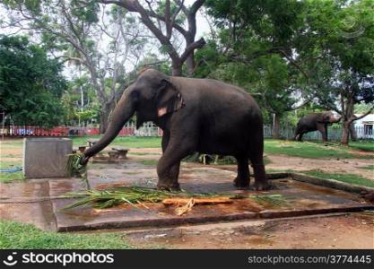 Two domestic elephants eat green leaves, Sri Lanka