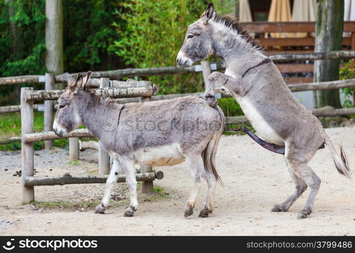 Two donkeys