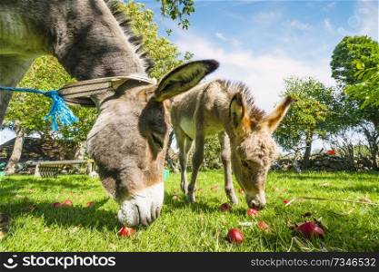 Two donkeys eating red apples in an idyllic garden in the summer