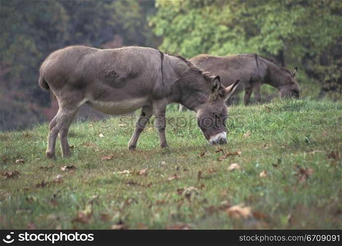 Two donkeys grazing in a field