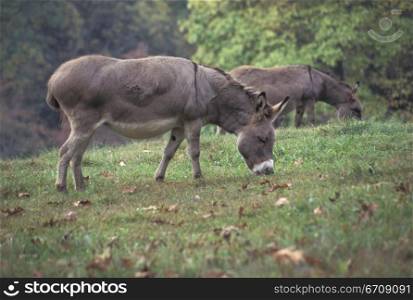 Two donkeys grazing in a field