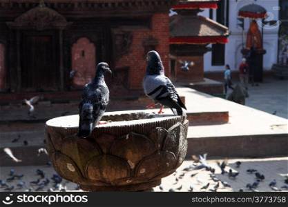 Two doves on the stone column on the Durbar square in Khatmandu, Nepal