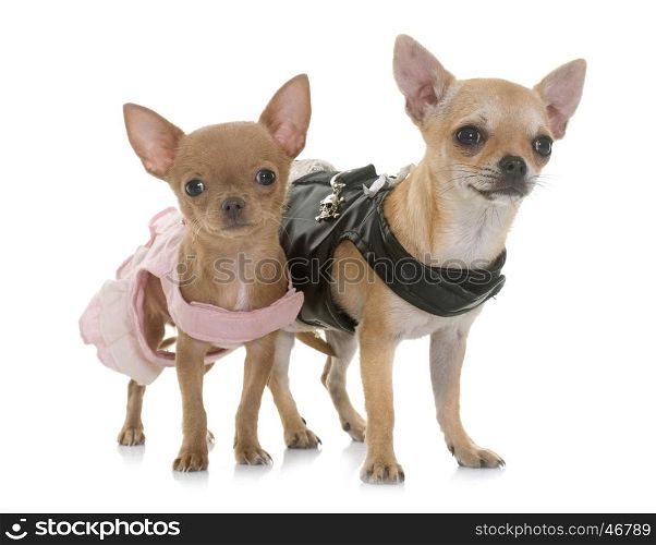 two dressed chihuahuas in front of white background