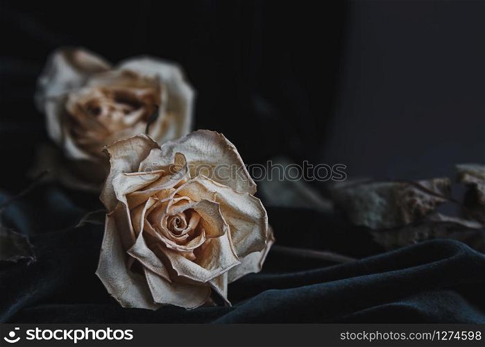 Two dried white roses on gray background with dark velvet draping creating mournful mood