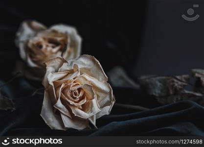 Two dried white roses on gray background with dark velvet draping creating mournful mood
