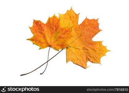 two dry autumn leaves isolated