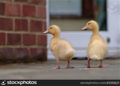 Two ducklings exploring outside a house