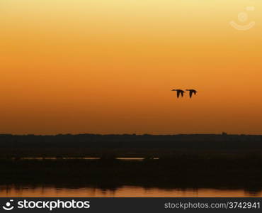 two ducks flying . two ducks flying over the marsh at dusk