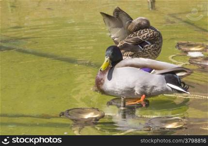 two ducks in a fountain of light bulbs