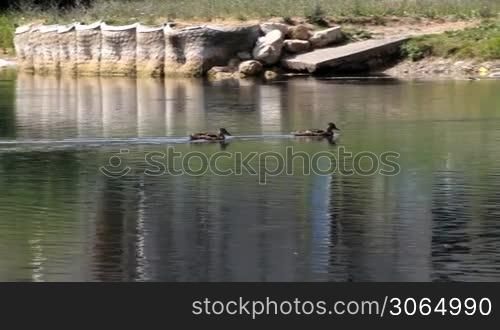 two ducks in river