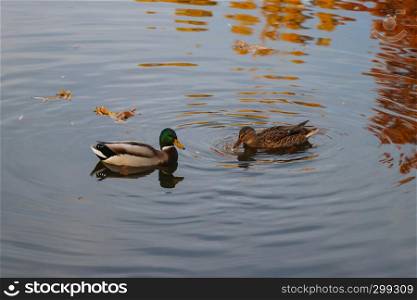 Two ducks in the lake autumn
