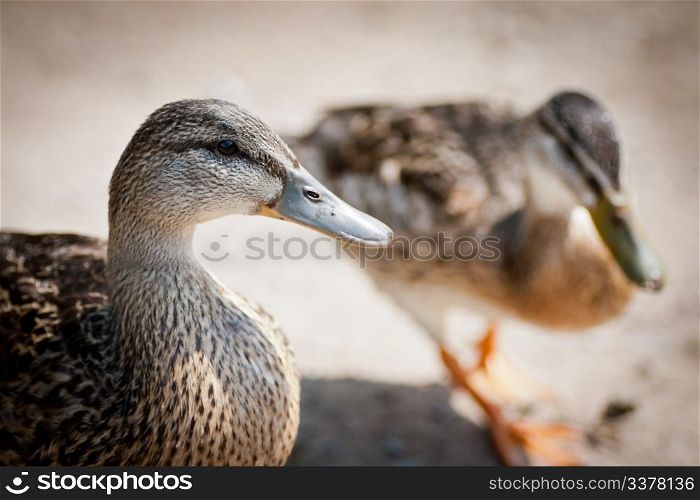Two ducks on a beach