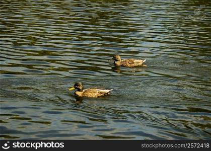 Two ducks swimming on water, Boston, Massachusetts, USA