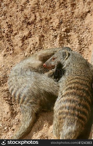 Two dwarf mongoose, couple playing over sand