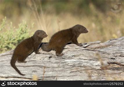 Two Dwarf Mongoose (Helogale parvula) on a dead tree in the Savuti region of Botswana