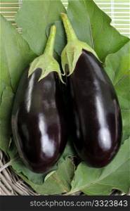 Two eggplants of black colour in a basket on leaves