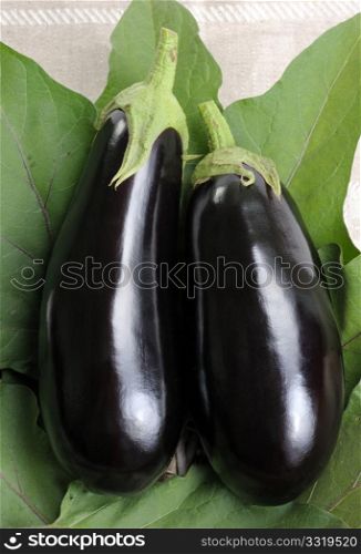 Two eggplants of black colour on leaves