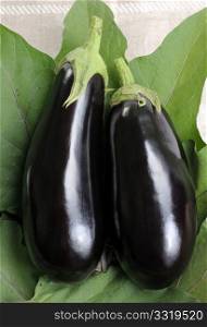 Two eggplants of black colour on leaves