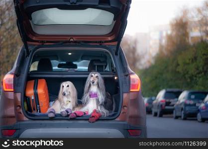 Two elegant Afghan hounds in the car, the concept of travel with animals, transportation of dogs. Dogs in the trunk of a car with suitcases and luggage