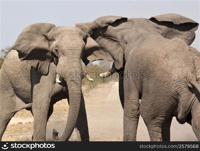 Two Elephant (Loxodonta africana) fighting in Etosha National Park in Namibia