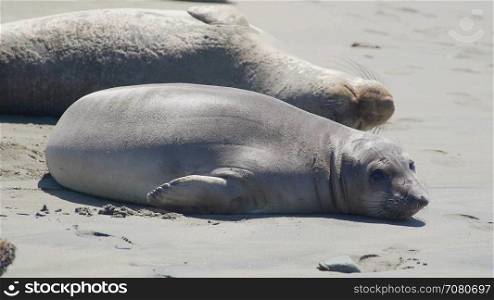 Two elephant seals sunning on the beach near San Simeon California