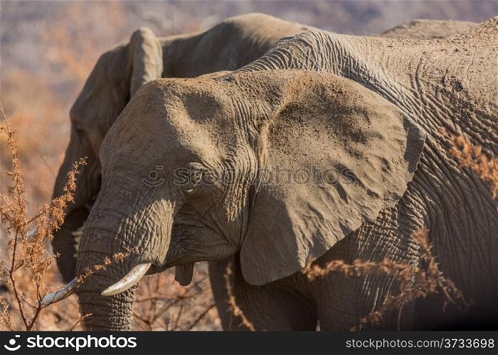 Two elephant wandering in the grasslands of South Africa&rsquo;s Pilanesberg National Park