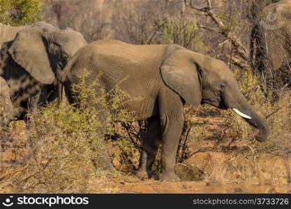 Two elephant wandering in the grasslands of South Africa&rsquo;s Pilanesberg National Park