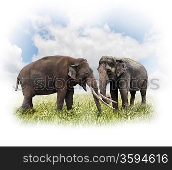 Two Elephants On The Grass Against Of Sky