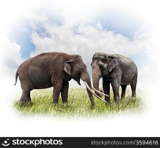 Two Elephants On The Grass Against Of Sky