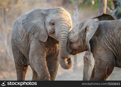 Two Elephants playing in the Kruger National Park, South Africa.