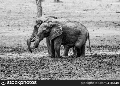 Two Elephants taking a mud bath in black and white in the Kruger National Park, South Africa.