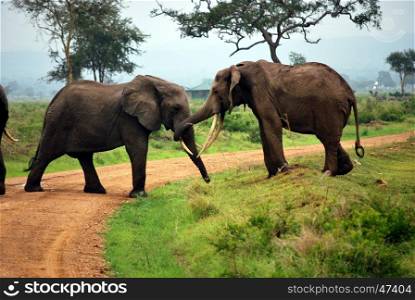 Two elephants who play on a dirt track in a park of Tanzania