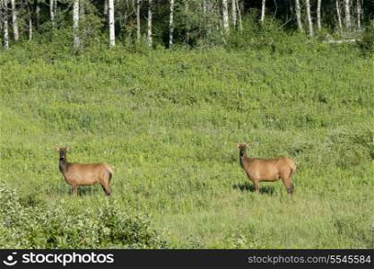 Two Elk (Cervus canadensis) standing on grass, Lake Audy Campground, Riding Mountain National Park, Manitoba, Canada